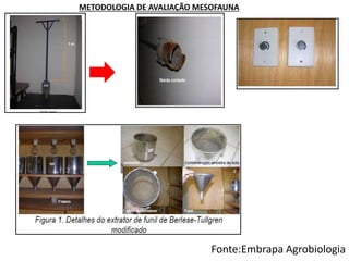 METODOLOGIA DE AVALIAÇÃO MESOFAUNA
Fonte:Embrapa Agrobiologia
 