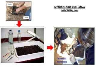 METODOLOGIA AVALIATIVA
MACROFAUNA
 