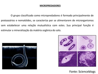 MICROPREDADORES
O grupo classificado como micropredadores é formado principalmente de
protozoários e nematóides, se caracteriza por se alimentarem de microrganismos
sem estabelecer uma relação mutualística com estes. Sua principal função é
estimular a mineralização da matéria orgânica do solo.
Fonte: Scienceblogs
 
