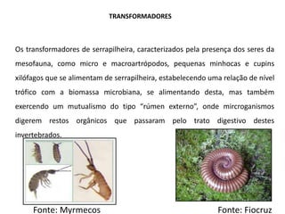 TRANSFORMADORES
Os transformadores de serrapilheira, caracterizados pela presença dos seres da
mesofauna, como micro e macroartrópodos, pequenas minhocas e cupins
xilófagos que se alimentam de serrapilheira, estabelecendo uma relação de nível
trófico com a biomassa microbiana, se alimentando desta, mas também
exercendo um mutualismo do tipo “rúmen externo”, onde mircroganismos
digerem restos orgânicos que passaram pelo trato digestivo destes
invertebrados.
Fonte: FiocruzFonte: Myrmecos
 