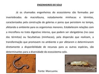 ENGENHEIROS DO SOLO
Já os chamados engenheiros do ecossistema são formados por
invertebrados da macrofauna, notadamente minhocas e térmitas,
caracterizados pela construção de galerias e poros que persistem no tempo,
afetando o ambiente para os organismos menores. Estabelecem relações com
a microflora no trato digestivo interno, que podem ser obrigatórias (no caso
das térmitas) ou facultativas (minhocas), pela dispersão que realizam, a
transformação que promovem no ambiente e por afetarem e determinarem
diretamente a disponibilidade de recursos para as outras espécies, são
determinantes para a diversidade do ecossistema-solo.
Fonte: Marcusmv.
 