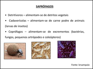 SAPRÓFAGOS
• Detritívoros – alimentam-se de detritos vegetais
• Cadaverícolas – alimentam-se de carne podre de animais
(larvas de insetos)
• Coprófagos – alimentam-se de excrementos (bactérias,
fungos, pequenos artrópodes e coleópteros)
Fonte: krsampaio
 