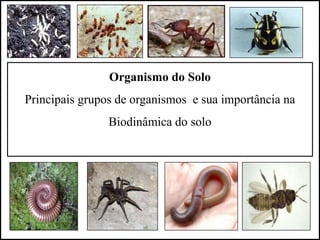 Organismo do Solo
Principais grupos de organismos e sua importância na
Biodinâmica do solo
 