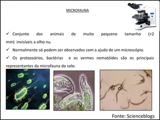 MICROFAUNA
 Conjunto dos animais de muito pequeno tamanho (<2
mm) invisíveis a olho nu.
 Normalmente só podem ser observados com a ajuda de um microscópio.
 Os protozoários, bactérias e os vermes nematóides são os principais
representantes da microfauna do solo.
Fonte: Scienceblogs
 