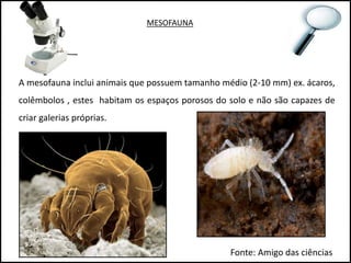 MESOFAUNA
A mesofauna inclui animais que possuem tamanho médio (2-10 mm) ex. ácaros,
colêmbolos , estes habitam os espaços porosos do solo e não são capazes de
criar galerias próprias.
Fonte: Amigo das ciências
 
