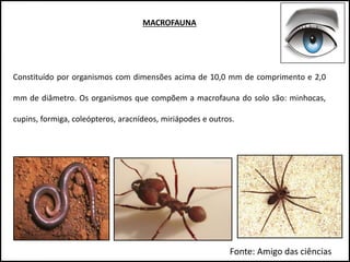 MACROFAUNA
Constituído por organismos com dimensões acima de 10,0 mm de comprimento e 2,0
mm de diâmetro. Os organismos que compõem a macrofauna do solo são: minhocas,
cupins, formiga, coleópteros, aracnídeos, miriápodes e outros.
Fonte: Amigo das ciências
 