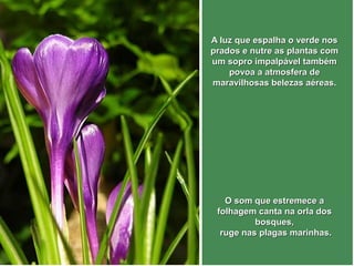 AA lluuzz qquuee eessppaallhhaa oo vveerrddee nnooss 
pprraaddooss ee nnuuttrree aass ppllaannttaass ccoomm 
uumm ssoopprroo iimmppaallppáávveell ttaammbbéémm 
ppoovvooaa aa aattmmoossffeerraa ddee 
mmaarraavviillhhoossaass bbeelleezzaass aaéérreeaass.. 
OO ssoomm qquuee eessttrreemmeeccee aa 
ffoollhhaaggeemm ccaannttaa nnaa oorrllaa ddooss 
bboossqquueess,, 
rruuggee nnaass ppllaaggaass mmaarriinnhhaass.. 
 