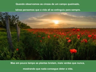 Quando observamos as cinzas de um campo queimado, 
talvez pensemos que a vida ali se extinguiu para sempre. 
Mas em pouco tempo as plantas brotam, mais verdes que nunca, 
mostrando que nada consegue deter a vida. 
 