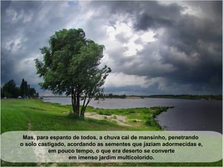 Mas, para espanto de todos, a chuva cai de mansinho, penetrando 
o solo castigado, acordando as sementes que jaziam adormecidas e, 
em pouco tempo, o que era deserto se converte 
em imenso jardim multicolorido. 
 