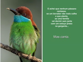 E achei que nenhum pássaro 
cantasse, 
se um lavrador não mais colhe 
o que planta, 
se uma família 
vai dormir sem janta 
com um soluço preso 
na garganta... 
MMaass ccaannttaa.. 
 