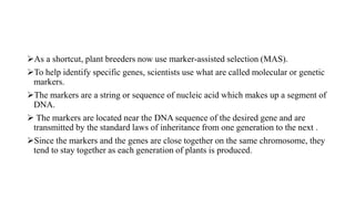 As a shortcut, plant breeders now use marker-assisted selection (MAS).
To help identify specific genes, scientists use what are called molecular or genetic
markers.
The markers are a string or sequence of nucleic acid which makes up a segment of
DNA.
 The markers are located near the DNA sequence of the desired gene and are
transmitted by the standard laws of inheritance from one generation to the next .
Since the markers and the genes are close together on the same chromosome, they
tend to stay together as each generation of plants is produced.
 