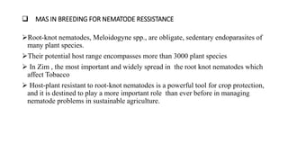  MAS IN BREEDING FOR NEMATODE RESSISTANCE
Root-knot nematodes, Meloidogyne spp., are obligate, sedentary endoparasites of
many plant species.
Their potential host range encompasses more than 3000 plant species
 In Zim , the most important and widely spread in the root knot nematodes which
affect Tobacco
 Host-plant resistant to root-knot nematodes is a powerful tool for crop protection,
and it is destined to play a more important role than ever before in managing
nematode problems in sustainable agriculture.
 