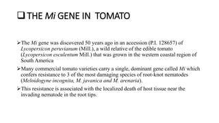 THE Mi GENE IN TOMATO
The Mi gene was discovered 50 years ago in an accession (P.I. 128657) of
Lycopersicon peruvianum (Mill.), a wild relative of the edible tomato
(Lycopersicon esculentum Mill.) that was grown in the western coastal region of
South America
Many commercial tomato varieties carry a single, dominant gene called Mi which
confers resistance to 3 of the most damaging species of root-knot nematodes
(Meloidogyne incognita, M. javanica and M. arenaria).
This resistance is associated with the localized death of host tissue near the
invading nematode in the root tips.
 