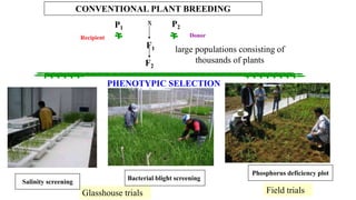 F2
P2
F1
P1
x
large populations consisting of
thousands of plants
PHENOTYPIC SELECTION
Field trialsGlasshouse trials
DonorRecipient
CONVENTIONAL PLANT BREEDING
Salinity screening
Bacterial blight screening
Phosphorus deficiency plot
 