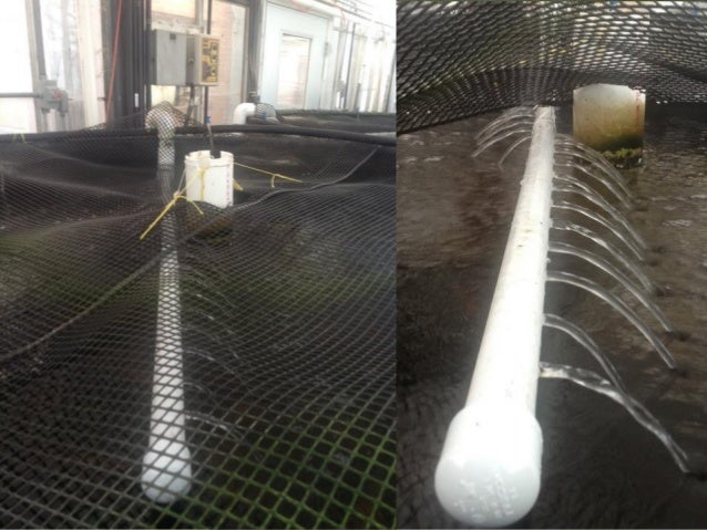 introduction to aquaponics by dr. masabni