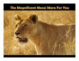 The Magnificent Masai Mara For You
 