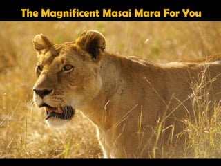 The Magnificent Masai Mara For You
 