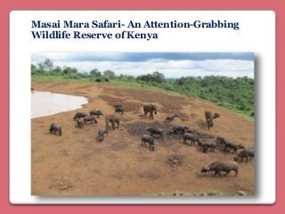 Masai Mara Safari- An Attention-Grabbing
Wildlife Reserve of Kenya
 