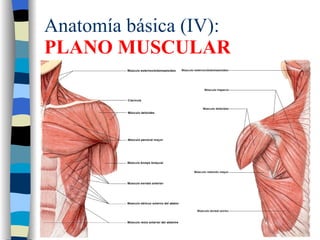 Anatomía básica (IV): PLANO MUSCULAR 