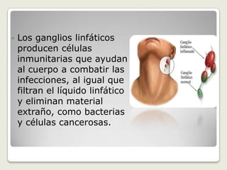 Líquido proveniente de los intestinos llamado quilo que contiene proteínas y grasasLos ganglios linfáticos son estructuras pequeñas y redondas que por lo general no se pueden ver ni sentir fácilmente. Se localizan en racimos en diversas partes del cuerpo como el cuello, las axilas y la ingle, al igual que en el interior del centro del tórax y el abdomen.