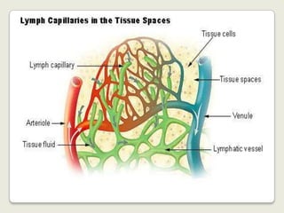 Los ganglios linfáticos producen células inmunitarias que ayudan al cuerpo a combatir las infecciones, al igual que filtran el líquido linfático y eliminan material extraño, como bacterias y células cancerosas.