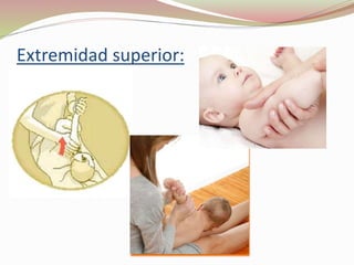 Extremidad superior:
 