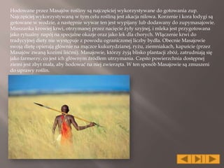 Hodowane przez Masajów rośliny są najczęściej wykorzystywane do gotowania zup.
Najczęściej wykorzystywaną w tym celu rośliną jest akacja nilowa. Korzenie i kora łodygi są
gotowane w wodzie, a następnie wywar ten jest wypijany lub dodawany do zupymasajowie.
Mieszanka krowiej krwi, otrzymanej przez nacięcie żyły szyjnej, i mleka jest przygotowana
jako rytualny napój na specjalne okazje oraz jako lek dla chorych. Włączenie krwi do
tradycyjnej diety nie występuje z powodu ograniczonej liczby bydła. Obecnie Masajowie
swoją dietę opierają głównie na mączce kukurydzianej, ryżu, ziemniakach, kapuście (przez
Masajów zwaną kozimi liśćmi). Masajowie, którzy żyją blisko plantacji zbóż, zatrudniają się
jako farmerzy, co jest ich głównym źródłem utrzymania. Często powierzchnia dostępnej
ziemi jest zbyt mała, aby hodować na niej zwierzęta. W ten sposób Masajowie są zmuszeni
do uprawy roślin.
 