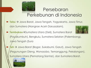 Persebaran
Perkebunan di Indonesia
 Tebu  Jawa Barat, Jawa Tengah, Yogyakarta, Jawa Timur,
dan Sumatera (Nangroe Aceh Darussalam).
 TembakauSumatera Utara (Deli), Sumatera Barat
(Payakumbuh), Bengkulu, Sumatera Selatan (Palembang),
Jawa Tengah (Sura
 Teh  Jawa Barat (Bogor, Sukabumi, Garut), Jawa Tengah
(Pegunungan Dieng, Wonosobo, Temanggung, Pekalongan),
Sumatera Utara (Pematang Siantar), dan Sumatera Barat.
 