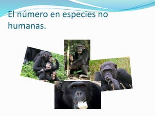 El número en especies no
humanas.
 