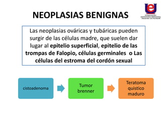 NEOPLASIAS BENIGNAS
Las neoplasias ováricas y tubáricas pueden
surgir de las células madre, que suelen dar
lugar al epitelio superficial, epitelio de las
trompas de Falopio, células germinales o Las
células del estroma del cordón sexual
cistoadenoma
Tumor
brenner
Teratoma
quistico
maduro
 