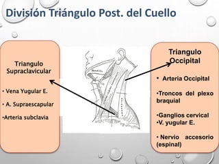 División Triángulo Post. del Cuello
Triangulo
Supraclavicular
• Vena Yugular E.
• A. Supraescapular
•Arteria subclavia
Triangulo
Occipital
• Arteria Occipital
•Troncos del plexo
braquial
•Ganglios cervical
•V. yugular E.
• Nervio accesorio
(espinal)
 