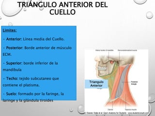 TRIÁNGULO ANTERIOR DEL
CUELLO
Limites:
• Anterior: Línea media del Cuello.
• Posterior: Borde anterior de músculo
ECM.
• Superior: borde inferior de la
mandíbula
• Techo: tejido subcutaneo que
contiene el platisma.
• Suelo: formado por la faringe, la
laringe y la glándula tiroides
Triangulo
Anterior
 