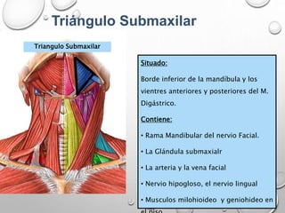 Triángulo Submaxilar
Triangulo Submaxilar
Situado:
Borde inferior de la mandíbula y los
vientres anteriores y posteriores del M.
Digástrico.
Contiene:
• Rama Mandibular del nervio Facial.
• La Glándula submaxialr
• La arteria y la vena facial
• Nervio hipogloso, el nervio lingual
• Musculos milohioideo y geniohideo en
 