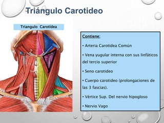 Triángulo Carotideo
Triangulo Carotídea
Contiene:
• Arteria Carotidea Común
• Vena yugular interna con sus linfáticos
del tercio superior
• Seno carotideo
• Cuerpo carotideo (prolongaciones de
las 3 fascias).
• Vértice Sup. Del nervio hipogloso
• Nervio Vago
 