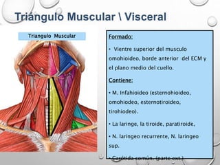 Triángulo Muscular  Visceral
Triangulo Muscular Formado:
• Vientre superior del musculo
omohioideo, borde anterior del ECM y
el plano medio del cuello.
Contiene:
• M. Infahioideo (esternohioideo,
omohiodeo, esternotiroideo,
tirohiodeo).
• La laringe, la tiroide, paratiroide,
• N. laringeo recurrente, N. laringeo
sup.
• Carótida común. (parte ext.)
 