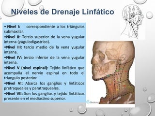 Niveles de Drenaje Linfático
• Nivel I: correspondiente a los triángulos
submaxilar.
•Nivel II: Tercio superior de la vena yugular
interna (yugulodigastrico).
•Nivel III: tercio medio de la vena yugular
interna.
•Nivel IV: tercio inferior de la vena yugular
interna.
•Nivel V (nivel espinal): Tejido linfático que
acompaña el nervio espinal en todo el
triangulo posterior.
•Nivel VI: Abarca los ganglios y linfáticos
pretraqueales y paratraqueales.
•Nivel VII: Son los ganglios y tejido linfáticos
presente en el mediastino superior.
 