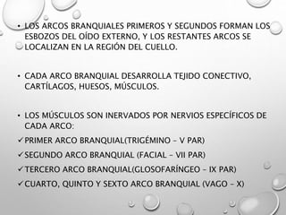 • LOS ARCOS BRANQUIALES PRIMEROS Y SEGUNDOS FORMAN LOS
ESBOZOS DEL OÍDO EXTERNO, Y LOS RESTANTES ARCOS SE
LOCALIZAN EN LA REGIÓN DEL CUELLO.
• CADA ARCO BRANQUIAL DESARROLLA TEJIDO CONECTIVO,
CARTÍLAGOS, HUESOS, MÚSCULOS.
• LOS MÚSCULOS SON INERVADOS POR NERVIOS ESPECÍFICOS DE
CADA ARCO:
PRIMER ARCO BRANQUIAL(TRIGÉMINO – V PAR)
SEGUNDO ARCO BRANQUIAL (FACIAL – VII PAR)
TERCERO ARCO BRANQUIAL(GLOSOFARÍNGEO – IX PAR)
CUARTO, QUINTO Y SEXTO ARCO BRANQUIAL (VAGO – X)
 