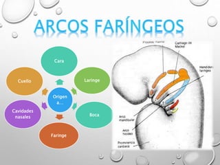 Origen
a…
Cara
LaringeCuello
Faringe
Cavidades
nasales Boca
 