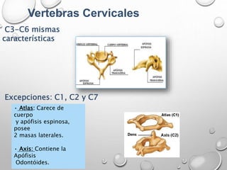Vertebras Cervicales
• Atlas: Carece de
cuerpo
y apófisis espinosa,
posee
2 masas laterales.
• Axis: Contiene la
Apófisis
Odontóides.
C3-C6 mismas
características
Excepciones: C1, C2 y C7
 