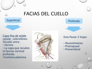FACIAS DEL CUELLO
Superficial Profunda
Capa fina de tejido
celular subcutáneo.
Situado entre:
• Dermis
• La capa que recubre
la fascias cervical
profunda.
•Contiene:platisma
Esta Posee 3 hojas:
• Revestimiento
• Pretraqueal
• Prevertebral
 