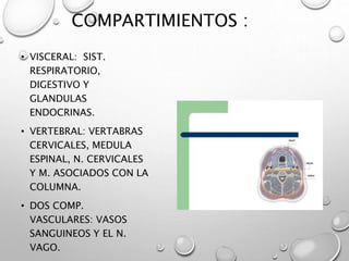 COMPARTIMIENTOS :
• VISCERAL: SIST.
RESPIRATORIO,
DIGESTIVO Y
GLANDULAS
ENDOCRINAS.
• VERTEBRAL: VERTABRAS
CERVICALES, MEDULA
ESPINAL, N. CERVICALES
Y M. ASOCIADOS CON LA
COLUMNA.
• DOS COMP.
VASCULARES: VASOS
SANGUINEOS Y EL N.
VAGO.
 