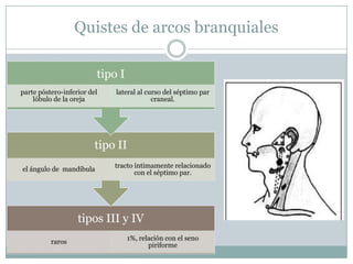 Quistes de arcos branquiales

                         tipo I
parte póstero-inferior del   lateral al curso del séptimo par
    lóbulo de la oreja                    craneal.




                         tipo II
                             tracto íntimamente relacionado
el ángulo de mandíbula
                                    con el séptimo par.




                   tipos III y IV
                                  1%, relación con el seno
          raros
                                         piriforme
 