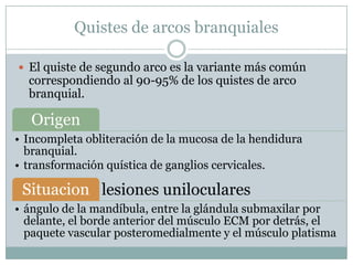 Quistes de arcos branquiales

 El quiste de segundo arco es la variante más común
  correspondiendo al 90-95% de los quistes de arco
  branquial.

   Origen
• Incompleta obliteración de la mucosa de la hendidura
  branquial.
• transformación quística de ganglios cervicales.

 Situacion lesiones uniloculares
• ángulo de la mandíbula, entre la glándula submaxilar por
  delante, el borde anterior del músculo ECM por detrás, el
  paquete vascular posteromedialmente y el músculo platisma
 