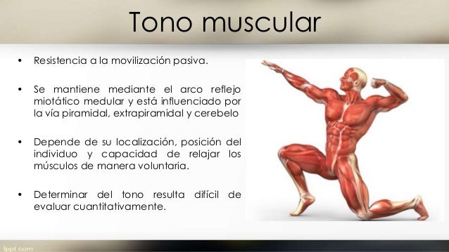 Masa y fuerza muscular Masa y fuerza muscular