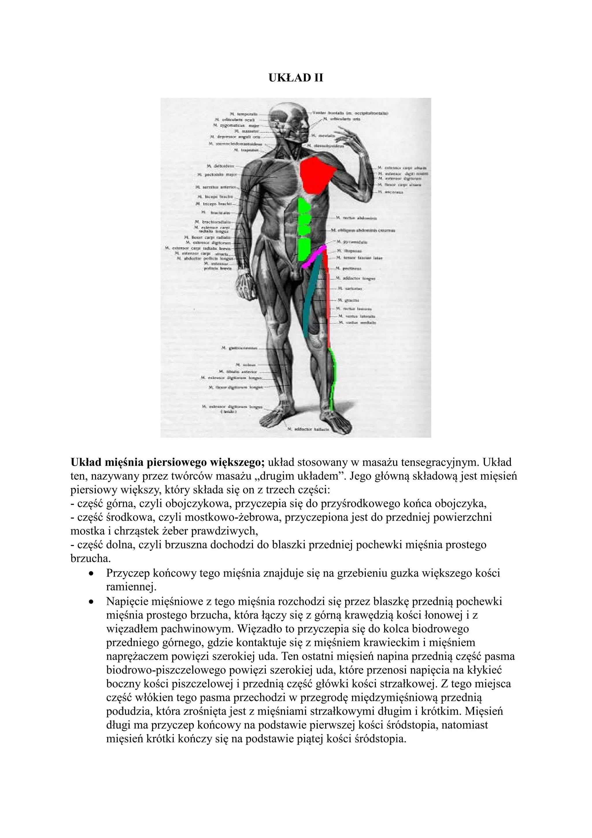 Masaż Tensegracyjny Sprawdzian Pdf