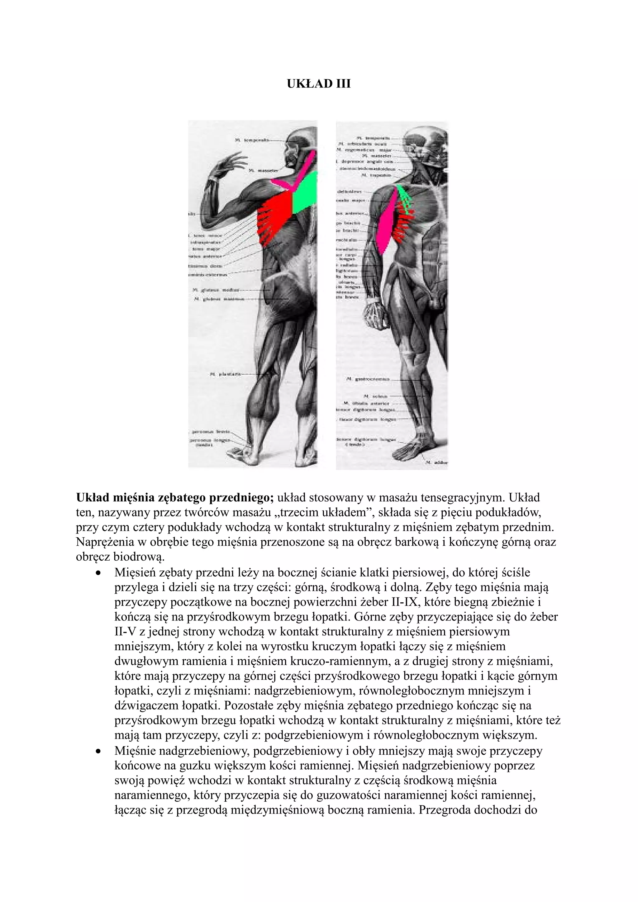 MASAŻ TENSEGRACYJNY PODSTAWY I UKŁADY.pdf