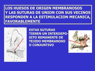 LOS HUESOS DE ORIGEN MEMBRANOSOS  Y LAS SUTURAS DE UNION CON SUS VECINOS RESPONDEN A LA ESTIMULACION MECANICA, FAVORABLEMENTE ESTAS SUTURAS TIENEN UN INTERDEPO- SITO REMANENTE DE TEJIDO MEMBRANOSO O CONJUNTIVO   