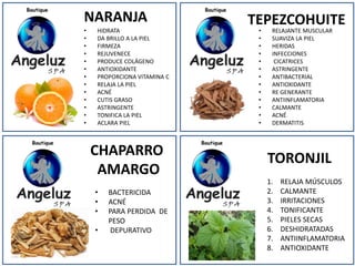 • HIDRATA
• DA BRILLO A LA PIEL
• FIRMEZA
• REJUVENECE
• PRODUCE COLÁGENO
• ANTIOXIDANTE
• PROPORCIONA VITAMINA C
• RELAJA LA PIEL
• ACNÉ
• CUTIS GRASO
• ASTRINGENTE
• TONIFICA LA PIEL
• ACLARA PIEL
• RELAJANTE MUSCULAR
• SUAVIZA LA PIEL
• HERIDAS
• INFECCIONES
• CICATRICES
• ASTRINGENTE
• ANTIBACTERIAL
• ANTIOXIDANTE
• RE GENERANTE
• ANTIINFLAMATORIA
• CALMANTE
• ACNÉ
• DERMATITIS
• BACTERICIDA
• ACNÉ
• PARA PERDIDA DE
PESO
• DEPURATIVO
1. RELAJA MÚSCULOS
2. CALMANTE
3. IRRITACIONES
4. TONIFICANTE
5. PIELES SECAS
6. DESHIDRATADAS
7. ANTIINFLAMATORIA
8. ANTIOXIDANTE
NARANJA TEPEZCOHUITE
CHAPARRO
AMARGO
TORONJIL
 