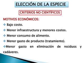 ELECCIÓN DE LA ESPECIE
             CRITERIOS NO CIENTÍFICOS

MOTIVOS ECONÓMICOS:
 Bajo costo.
 Menor infraestructura y menores costos.
 Menor consumo de alimento.
 Menor gasto de producto (tratamiento).
Menor    gasto    en   eliminación   de   residuos   y
cadáveres.
 