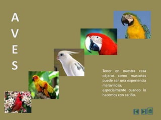 AVESTener en nuestra casa pájaros como mascotas puede ser una experiencia maravillosa, especialmente cuando lo hacemos con cariño.